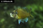 lepomis marginatus lepomis marginatus
