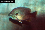 lepomis megalotis lepomis megalotis