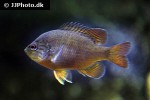 lepomis miniatus lepomis miniatus