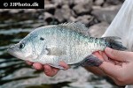 pomoxis annularis pomoxis annularis