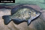 pomoxis nigromaculatus pomoxis nigromaculatus