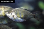 amphistichus keolzi amphistichus keolzi