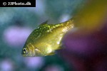 brachyistius frenatus brachyistius frenatus