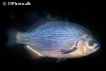 embiotoca lateralis embiotoca lateralis