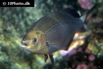 embiotoca lateralis embiotoca lateralis