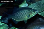 embiotoca lateralis embiotoca lateralis