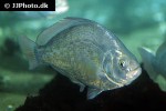 hyperprosopon argenteum hyperprosopon argenteum