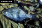 rhacochilus vacca rhacochilus vacca