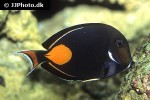 acanthurus achilles acanthurus achilles