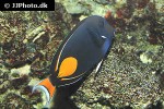 acanthurus achilles acanthurus achilles