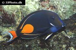 acanthurus achilles acanthurus achilles