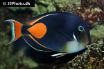 acanthurus achilles acanthurus achilles
