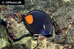 acanthurus achilles acanthurus achilles