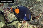 acanthurus achilles