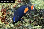 acanthurus achilles acanthurus achilles
