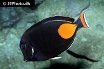 acanthurus achilles acanthurus achilles
