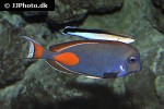 acanthurus achilles acanthurus achilles