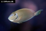 acanthurus bahianus acanthurus bahianus