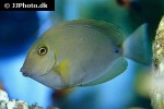 acanthurus blochii acanthurus blochii