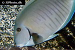 acanthurus chirurgus acanthurus chirurgus