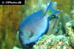 acanthurus coeruleus