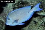 acanthurus coeruleus