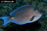 acanthurus coeruleus