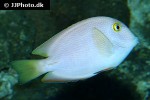 acanthurus coeruleus