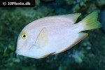 acanthurus coeruleus