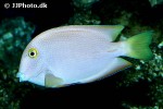 acanthurus coeruleus