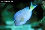 acanthurus coeruleus acanthurus coeruleus