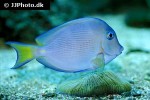 acanthurus coeruleus acanthurus coeruleus
