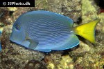 acanthurus coeruleus