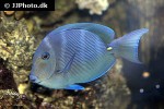 acanthurus coeruleus