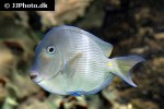 acanthurus coeruleus