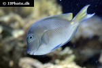 acanthurus coeruleus acanthurus coeruleus