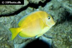 acanthurus coeruleus