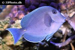 acanthurus coeruleus