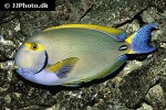 acanthurus dussumieri acanthurus dussumieri