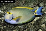 acanthurus dussumieri