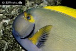 acanthurus dussumieri