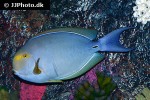 acanthurus dussumieri