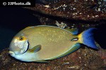 acanthurus dussumieri