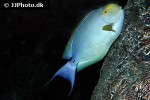 acanthurus dussumieri acanthurus dussumieri