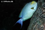 acanthurus dussumieri