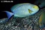 acanthurus dussumieri