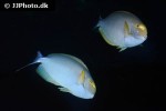 acanthurus dussumieri acanthurus dussumieri