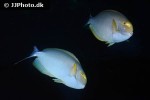 acanthurus dussumieri