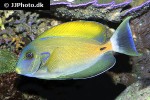 acanthurus fowleri