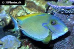 acanthurus fowleri